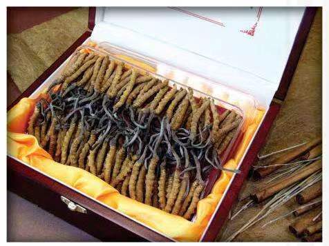 乐都冬虫夏草回收